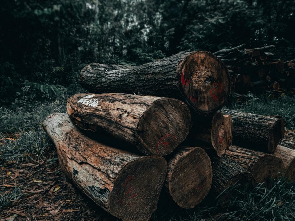 A stack of timber logs in a forest